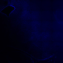 22PCW human midbrain